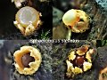 Sphaerobolus stellatus-amf1776